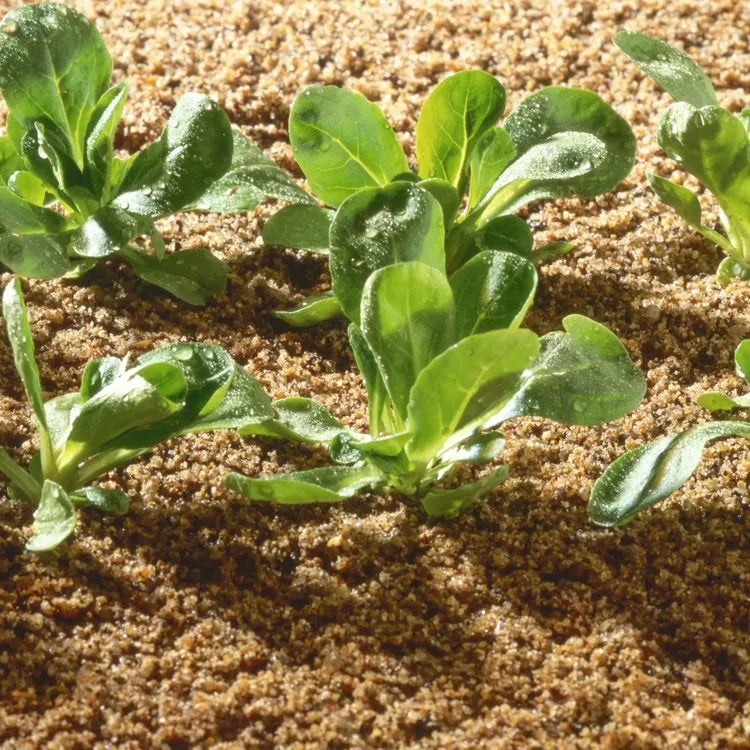 Arena siembra canónigos