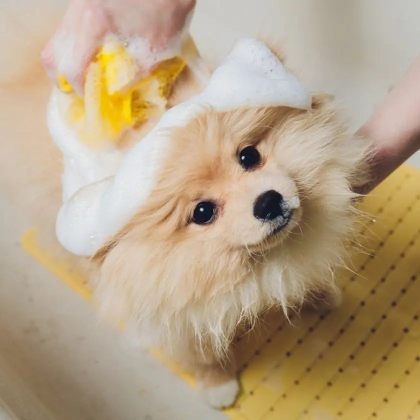 Perro pomerania siendo bañado con jabón, esponja amarilla y tierra de diatomeas, desparasitador natural.