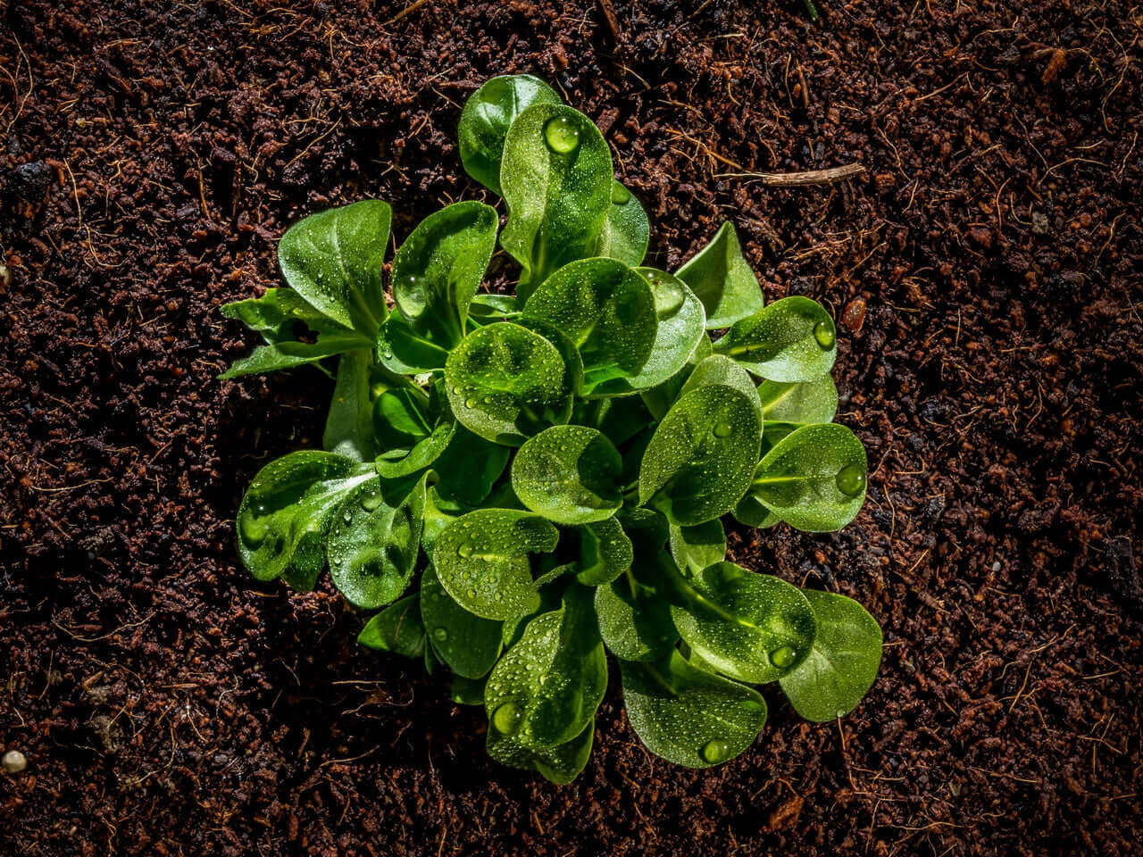 الركيزة العالمية العضوية EcoVita